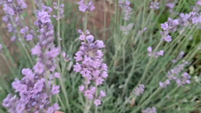 Зеленые решения