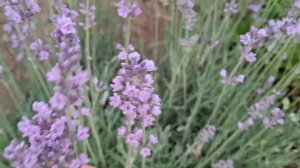 Лаванда. Сажаю рассаду лаванды в грунт.