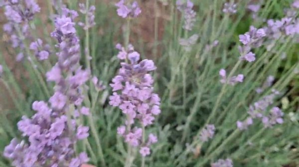 Лаванда. Сажаю рассаду лаванды в грунт.