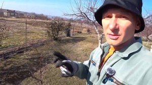 Обрезка Абрикоса на Второй Год: Пошаговое Руководство