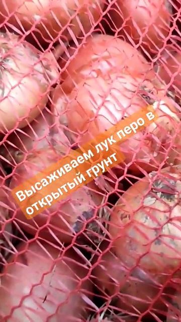 Лук перо в открытый грунт #делатепличные