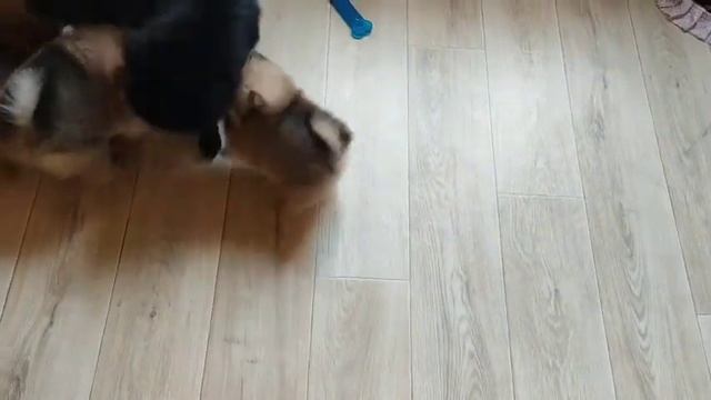 шпиц малыши и мама. около 2 месяцев смотреть онлайн