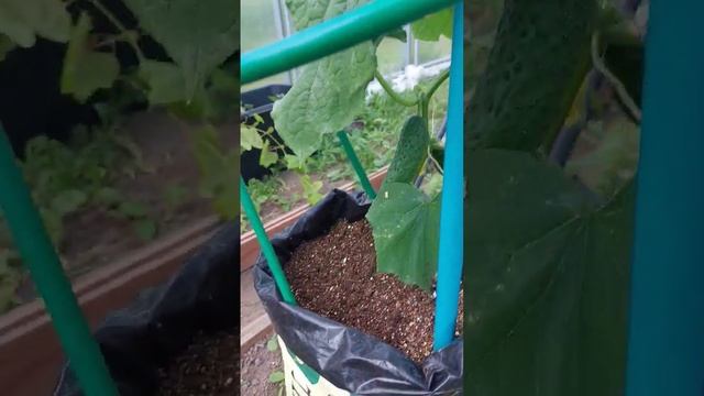 Первые огурцы! В не отаплеваемой теплице. Подмосковье! смотреть онлайн