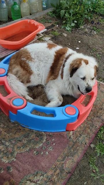 это клумба, я цветочек