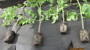 Высаживаю томаты в холодную теплицу ЧЕРЕЗ КОЛ с большим заглублением. Показываю очень подробно!