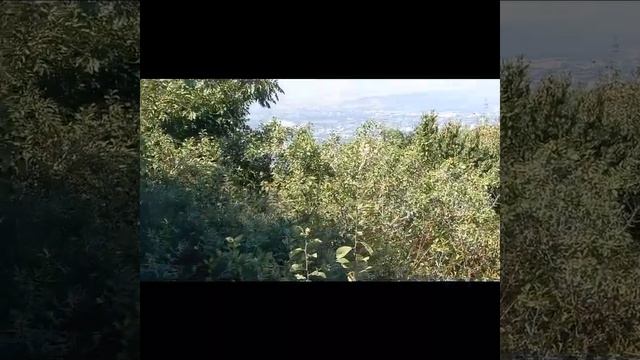 Вид на гору Бештау с горы Машук! смотреть онлайн