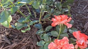 Купила второй саженец розы 🌹 Альфред Сислей, больше в