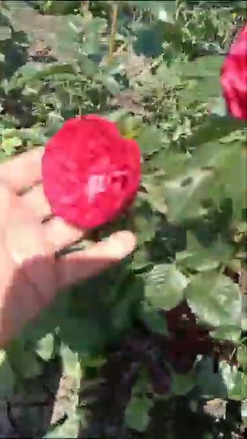 роза Пиано бубенцами красная 🌹 смотреть онлайн