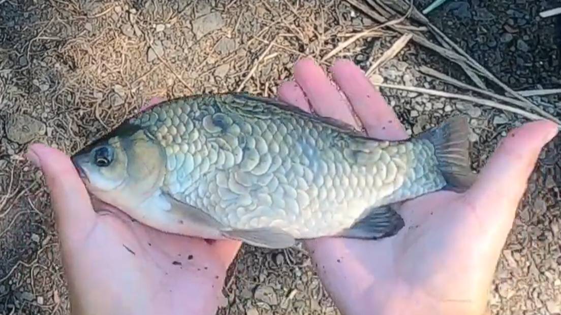 ОГРОМНЫЕ КАРАСИ НА ДОНКИ. ЛОВЛЮ КРУПНЫХ КАРАСЕЙ НА КАШУ. ЛОВЛЯ КАРАСЯ НА ПЕНОПЛАСТ. смотреть онлайн