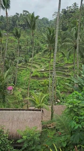 Рисовые террасы Tegallalang. Бали #бали #bali #indonesia смотреть онлайн