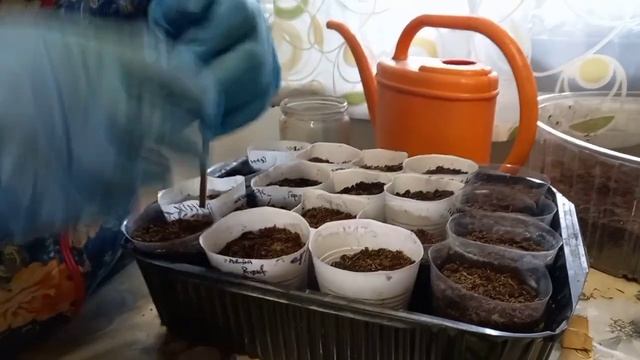 16 марта. Полезные советы при пикировке рассады! Бакла? смотреть онлайн