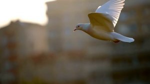 Голубь летит