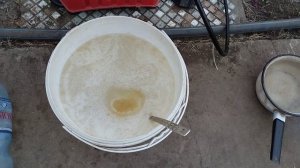 Обработка Помидор 🍅 Сывороткой.