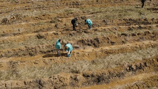 Посадка леса в Брянской области смотреть онлайн