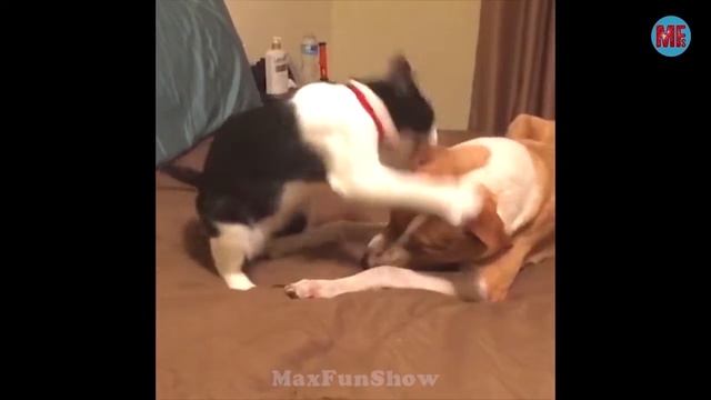 Приколы с котами . Смешные коты 2018 Funny Cats Coub смотреть онлайн