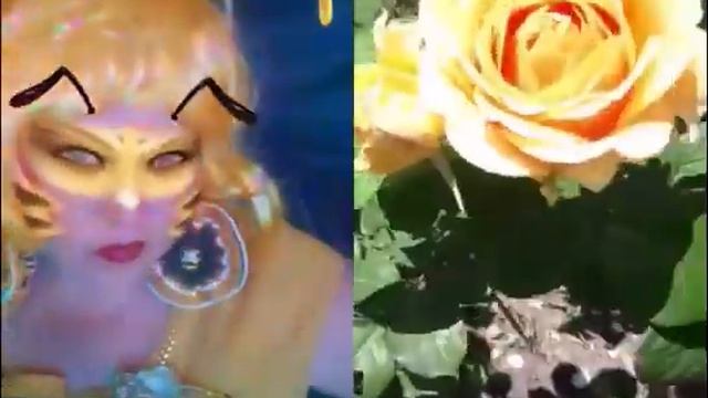 Пчела и розы смотреть онлайн