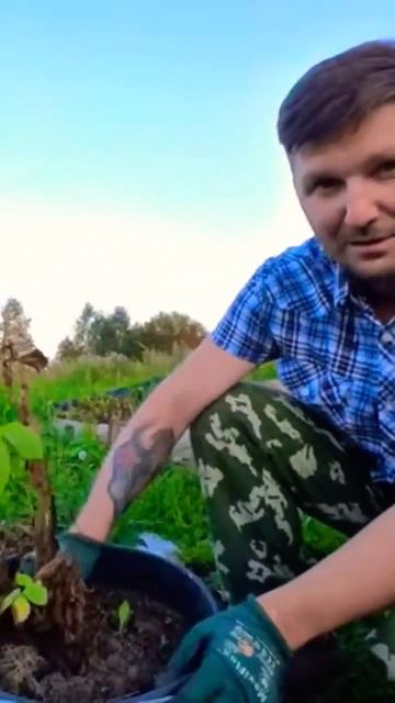 КАРТОФЕЛЬ СОРТВ СИРЕНЬ. ВЫРАЩИВАНИЕ КАРТОФЕЛЯ В ВЕДР? смотреть онлайн