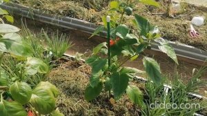 Перец Толстый Барин от Семена Алтая!Урожайные перцы н?