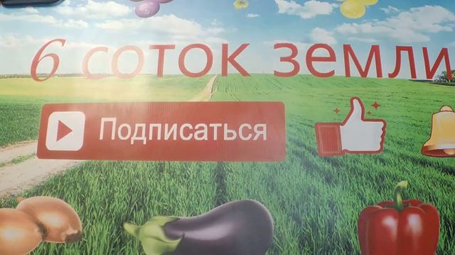Пикировка рассады томатов, как и чем подкармливать до смотреть онлайн