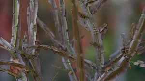 Бересклет крылатый