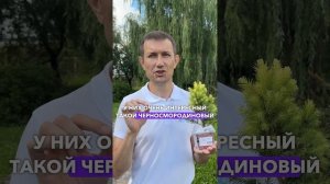 ЕЛЬ КАНАДСКАЯ РЕЙНБОУЗ ЭНД #садыроссии #ель #сад #дача