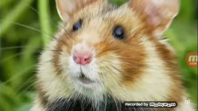 Песня мимозыря чикибабмони и бенди и да простите что не попрощался смотреть онлайн