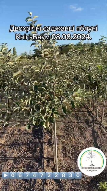 Лето 2024 #сад #огород #garden #fruit #питомникмаценко смотреть онлайн