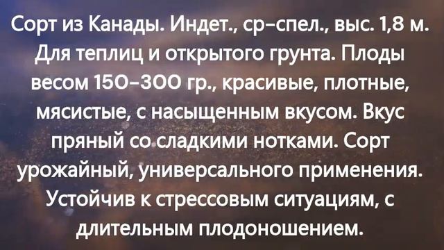 ТОМАТЫ. КАТАЛОГ томатов на 2025 год. г. Киров смотреть онлайн