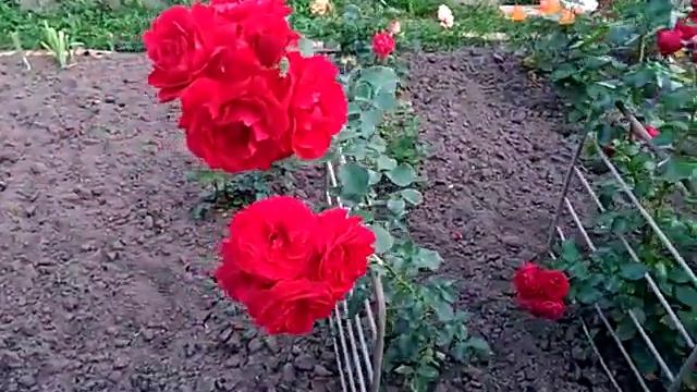 Розы в Туле. смотреть онлайн