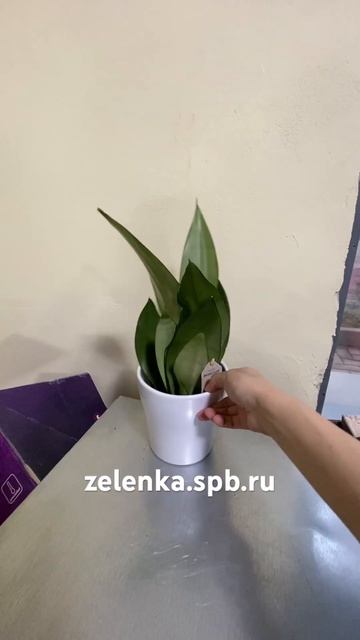 Сансевиерия Мунлайт (диаметр горшка 11 см, высота расте смотреть онлайн