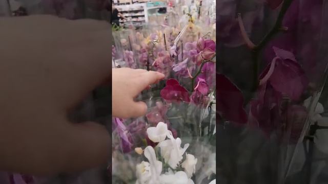 Орхидеи в магазине Ашан г. Омск 19.08 смотреть онлайн