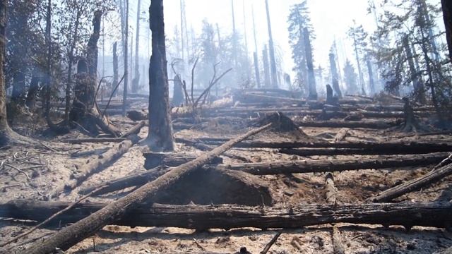 Изгорялата гора на Витоша 4 Юли 2012