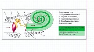 77 Слуховой анализатор