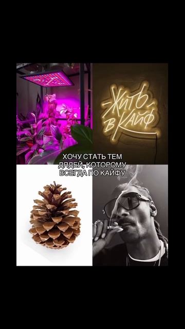 #шишки #кайфарик #семяныч #семена смотреть онлайн