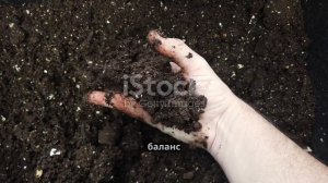 Почему чернозем самая плодородная земля?