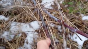 Обрезка черной малины кумберленд весной. Что нужно зн?