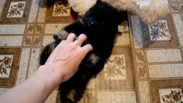 Мишка шпиц девочка смотреть онлайн