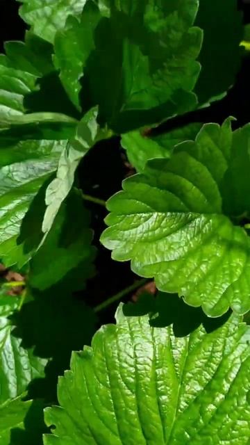 Новинка! Новый сорт клубники Александра. #дача #сад #ог? смотреть онлайн