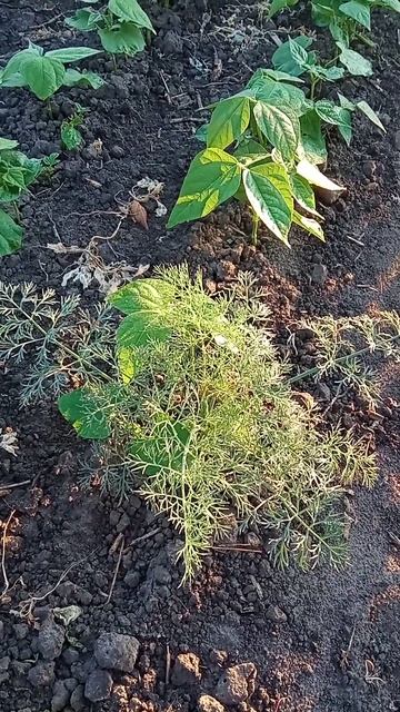 Среди фасоли взошла морковь смотреть онлайн