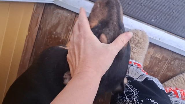 Гася, баня, Новый год смотреть онлайн