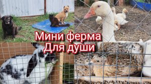 Начинающие фермеры. Гуси, перепелки, кролики