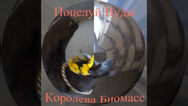 Королева Биомасс смотреть онлайн