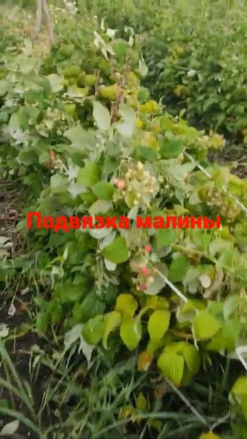 #малина #малинник #саженцымалины #саженцы малины #подв? смотреть онлайн