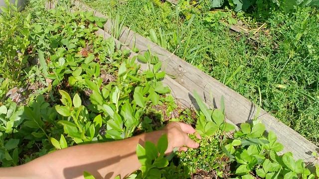 Садовый Космос