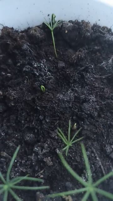 новые всходы смотреть онлайн