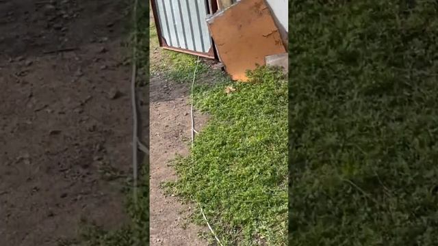 Старение родни малоприятная штука,жарим шашлыки на са смотреть онлайн