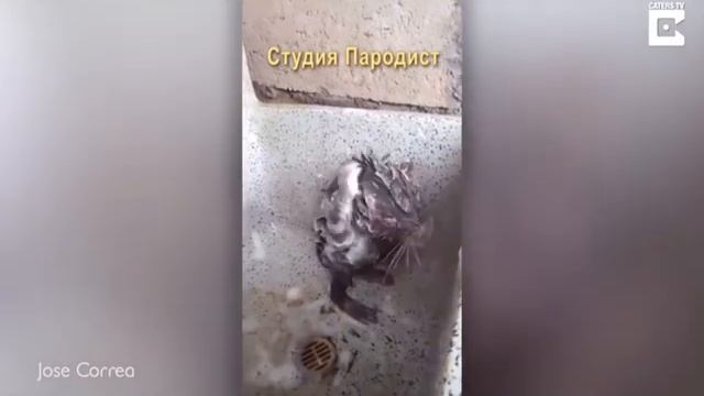 Мышь моется и поет (пародия) смотреть онлайн