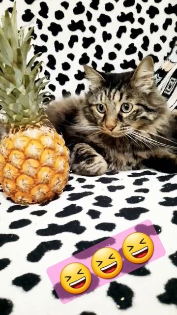 Семён Семёныч в шоке😂😂😂 #кот #cat смотреть онлайн