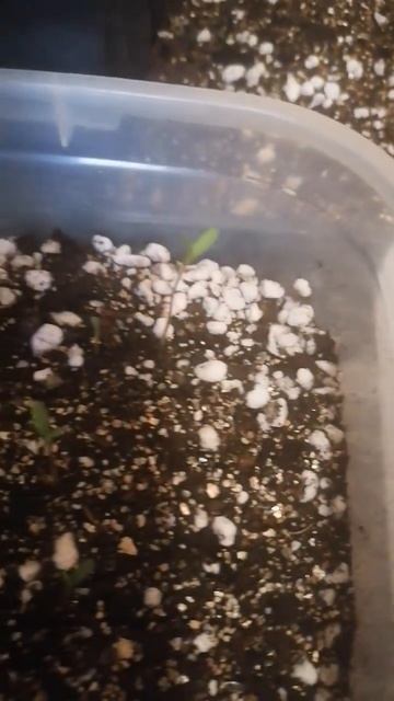 рассада, посев 27 марта #рассада #дача #цветы #дачныецве? смотреть онлайн