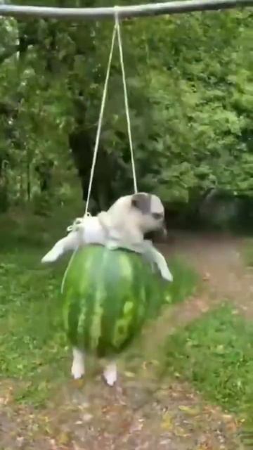 Качели #собака #мем #рекомендации #fortnite #арбуз смотреть онлайн